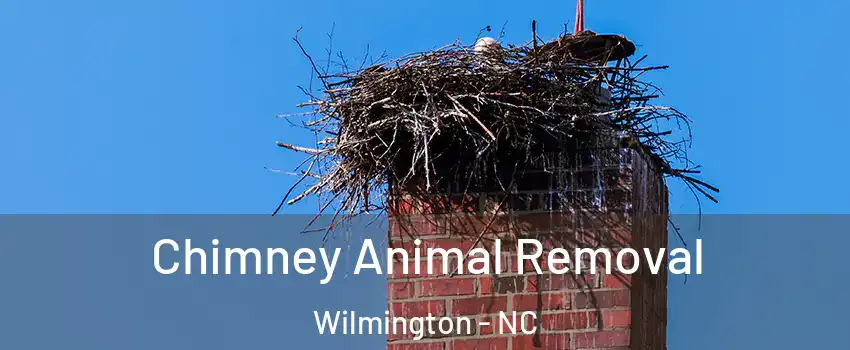 Chimney Animal Removal Wilmington - NC