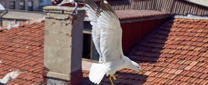 Residential Chimney Animal Removal Solution in Wilmington, NC