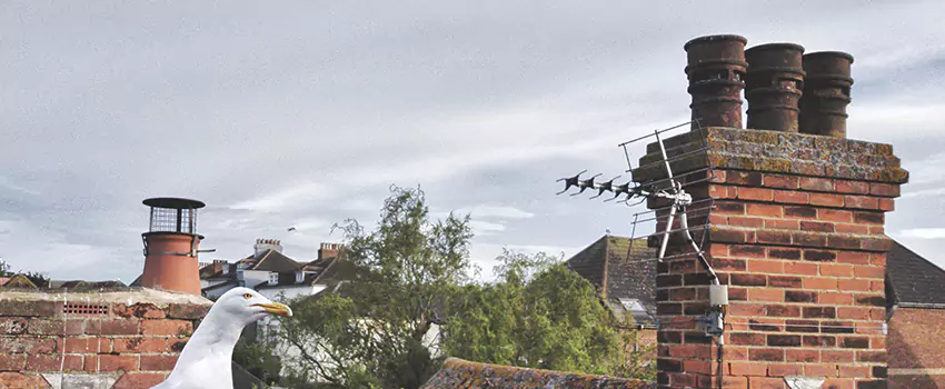 Chimney Cleaning And Restoration in Wilmington, North Carolina